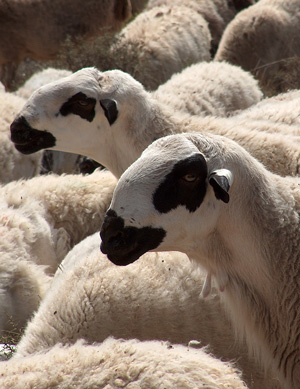 foto de ovejas